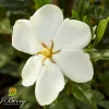 Orléans (45) ORLÉANS (45) - Gardenia sweet heart® 'ps-2013-3'/[-]pot de 1,5l - 20/50 cm Hot