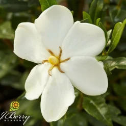 Orléans (45) ORLÉANS (45) - Gardenia sweet heart® 'ps-2013-3'/[-]pot de 1,5l - 20/50 cm Hot