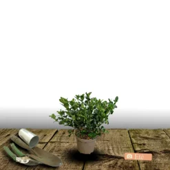 Orléans (45) ORLÉANS (45) - Gardenia sweet heart® 'ps-2013-3'/[-]pot de 1,5l - 20/50 cm Hot