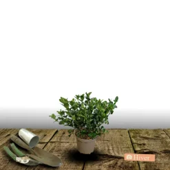 Orléans (45) ORLÉANS (45) - Gardenia sweet heart® 'ps-2013-3'/[-]pot de 1,5l - 20/50 cm Hot