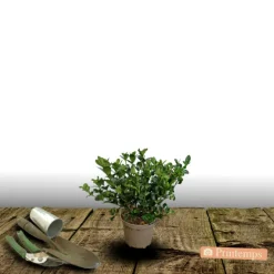 Orléans (45) ORLÉANS (45) - Gardenia sweet heart® 'ps-2013-3'/[-]pot de 1,5l - 20/50 cm Hot