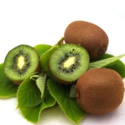Orléans (45) ORLÉANS (45) - Kiwi chinensis solo (autofertile)/[-]godet - 5/10 cm Best