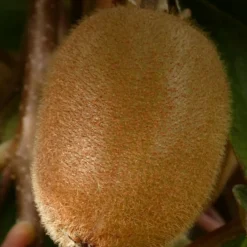 Orléans (45) ORLÉANS (45) - Kiwi chinensis solo (autofertile)/[-]godet - 5/10 cm Best
