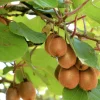 Orléans (45) Fruitiers Et Agrumes | ORLÉANS (45) - Kiwi deliciosa 'herma' (autofertile)/[-]godet - 5/20 cm