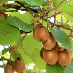 Orléans (45) Fruitiers Et Agrumes | ORLÉANS (45) - Kiwi deliciosa 'herma' (autofertile)/[-]godet - 5/20 cm