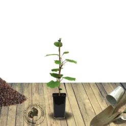 Orléans (45) Fruitiers Et Agrumes | ORLÉANS (45) - Kiwi deliciosa 'herma' (autofertile)/[-]godet - 5/20 cm