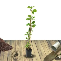 Orléans (45) Fruitiers Et Agrumes | ORLÉANS (45) - Kiwi deliciosa 'herma' (autofertile)/[-]godet - 5/20 cm