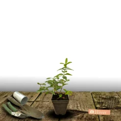 Orléans (45) Arbres Et Arbustes | ORLÉANS (45) - Millepertuis magical® pumpkin 'kolmapuki'/[-]pot de 1,5l - 10/20 cm