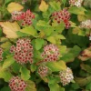 Orléans (45) Arbres Et Arbustes | ORLÉANS (45) - Physocarpe à feuilles d'obier raspberry lemonade® 'zleyel2'/[-]pot de 1,5l - 20/40 cm