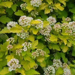 Orléans (45) Arbres Et Arbustes | ORLÉANS (45) - Physocarpe à feuilles d'obier raspberry lemonade® 'zleyel2'/[-]pot de 1,5l - 20/40 cm