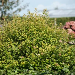 Orléans (45) Arbres Et Arbustes | ORLÉANS (45) - Physocarpe à feuilles d'obier raspberry lemonade® 'zleyel2'/[-]pot de 1,5l - 20/40 cm