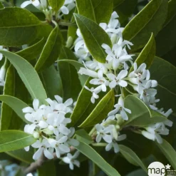 NA Osmanthus x burkwoodi : ctr 7 litres H 60/80 cm Online