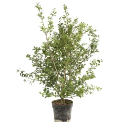 NA Osmanthus x burkwoodi : ctr 7 litres H 60/80 cm Online