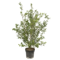 NA Osmanthus x burkwoodi : ctr 7 litres H 60/80 cm Online