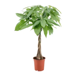 NA Plantes Vertes | Pachira aquatica:Tige tressée H80 cm pot D19 cm