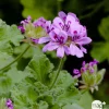 NA Pelargonium parfumé : pot D.12cm Outlet