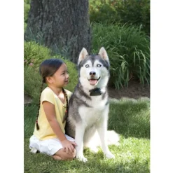 Petsafe Education | - Système de clôture pour grand chien supérieur à 3,6 kg