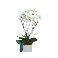 NA Phalaenopsis blanc 4 tiges XL : en coupe de D.27cm/H.85cm Sale