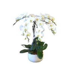NA Orchidées | Phalaenopsis blanc 5 tiges XL : en coupe de D.30cm/H.85cm