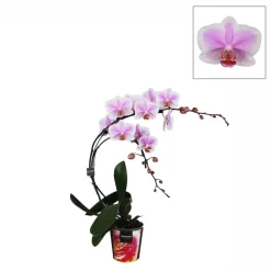 NA Phalaenopsis 'Boemerang' hauteur 50 cm, coloris variables - Pot D.12cm
