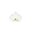 NA Phalaenopsis Dioro, 2 tiges : coupe D.13cm Sale