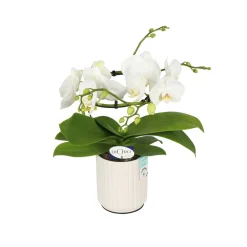 NA Phalaenopsis Dioro, 2 tiges : coupe D.13cm Sale