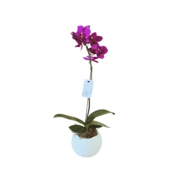 NA Phalaenopsis fuschia 1 tige : en coupe de D.11cm/H.40cm Discount