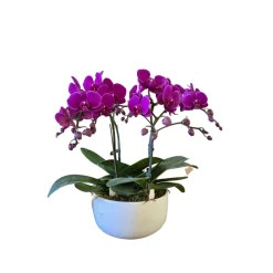 NA Orchidées | Phalaenopsis fuschia 4/5 tiges : en coupe de D.18cm/H.50cm