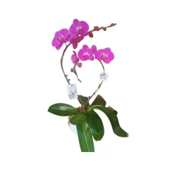 NA Phalaenopsis fuschia 2 tiges XL : en coupe de D.24cm/H.75cm Hot
