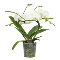 NA Phalaenopsis 'Infinity' blanc hauteur 50cm, 2 tiges - Pot D.12cm Online