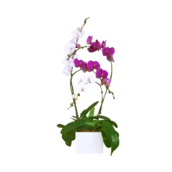 NA Phalaenopsis mix, orchidée papillon 4 tiges : pot D.27cm/H.85cm Sale
