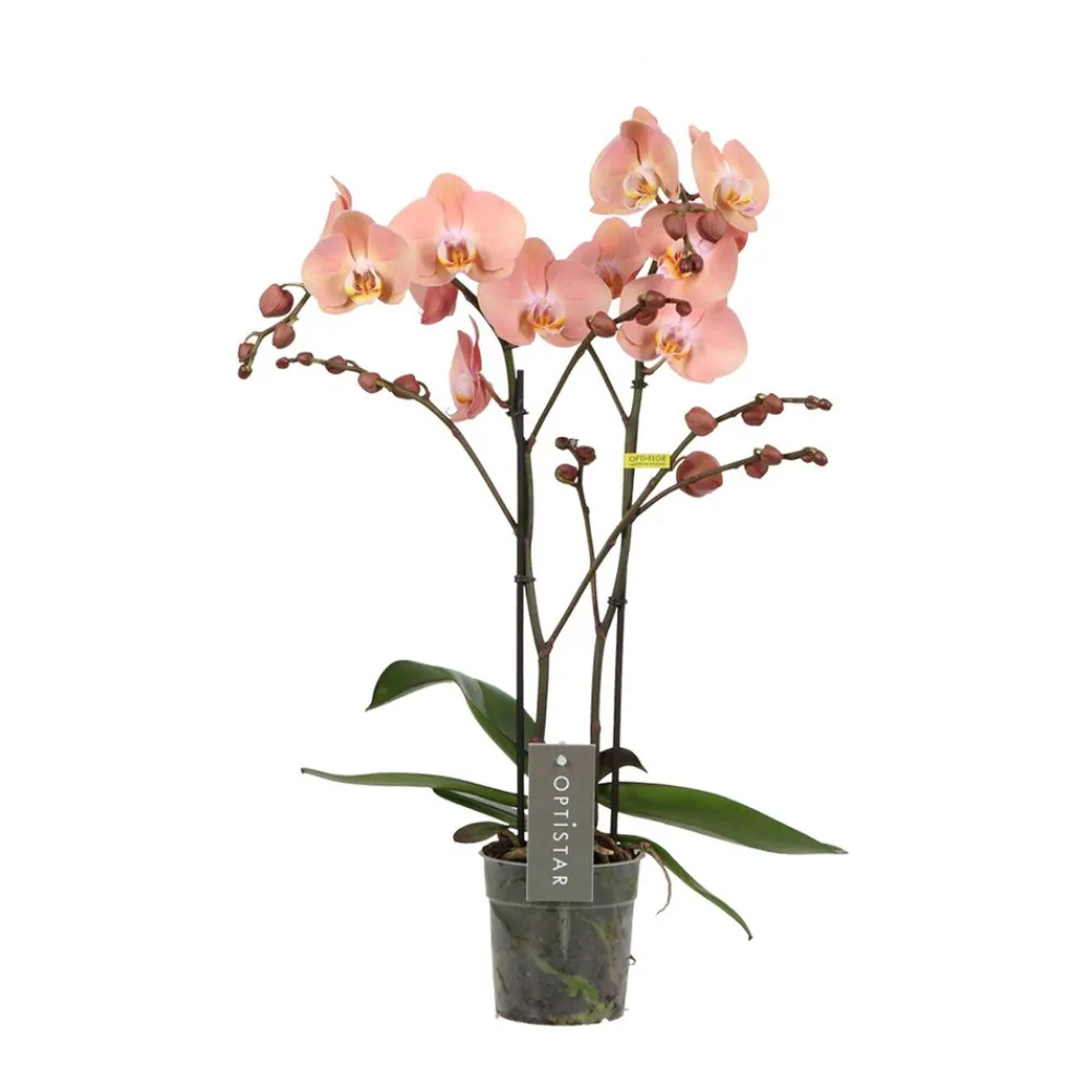 NA Phalaenopsis 'Optistar Suki' - 2 tiges - Pot D 12cm - H 60cm
