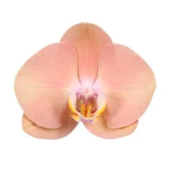 NA Phalaenopsis 'Optistar Suki' - 2 tiges - Pot D 12cm - H 60cm