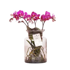 NA Orchidées | Phalaenopsis orchidée 'Kolibri' H.50 cm : Pot en verre D.16cm