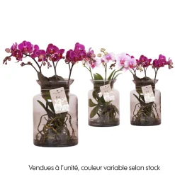 NA Orchidées | Phalaenopsis orchidée 'Kolibri' H.50 cm : Pot en verre D.16cm
