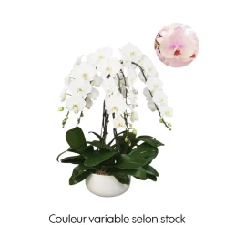 NA Phalaenopsis, orchidée papillon rose, 6 tiges : pot D.34cm/H.85cm Online