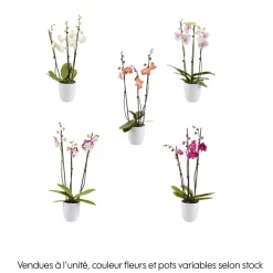 NA Orchidées | Phalaenopsis rose/blanc, coloris variés H.65cm, 3 tiges - Coupe D.13cm
