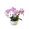 NA Orchidées | Phalaenopsis rose 4/5 tiges : en coupe de D.18cm/H.50cm