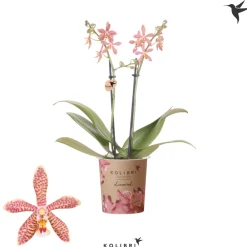NA Phalaenopsis 'Spider Orange' - Pot D 9cm Clearance