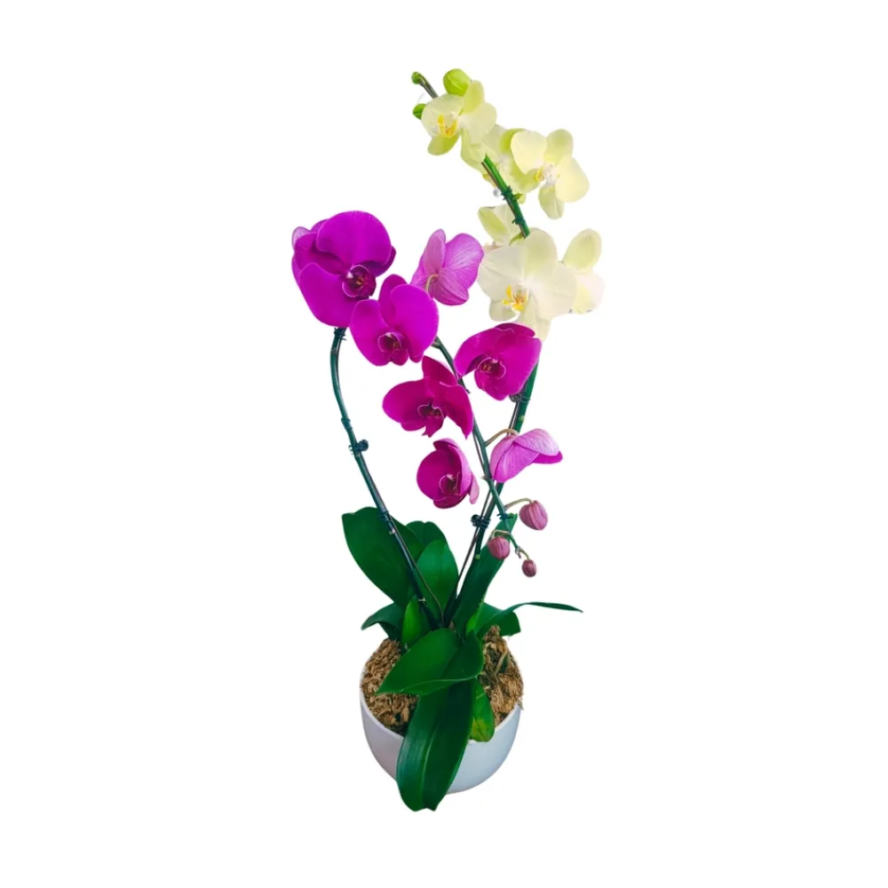 NA Phalaenopsis 2 tiges XL mix : en coupe de D.24cm/H.75cm Clearance