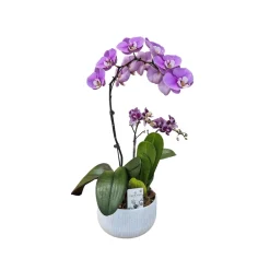 NA Orchidées | Phalaenopsis 1 tige XL et 2 tiges mix : en coupe de D.18cm/H.70cm