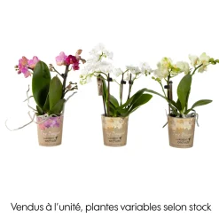 NA Orchidées | Phalaenopsis 'Tiny Bouquet' 2 tiges, coloris variables : pot D.9cm