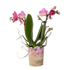 NA Orchidées | Phalaenopsis 'Tiny Bouquet' 2 tiges, coloris variables : pot D.9cm