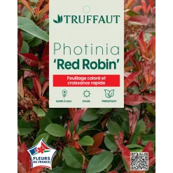 NA Plantes De Haies | Photinia 'Red Robin' : pot 15L