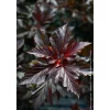 NA Physocarpus 'Black Light®' : pot 4,5L