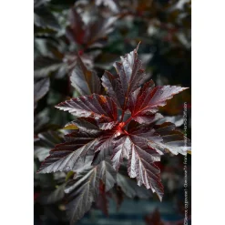 NA Physocarpus 'Black Light®' : pot 4,5L