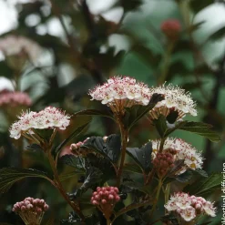 NA Physocarpus 'Black Light®' : pot 4,5L