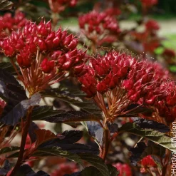 NA Physocarpus 'Black Light®' : pot 4,5L