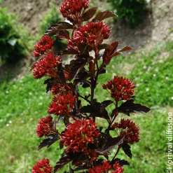 NA Physocarpus 'Black Light®' : pot 4,5L