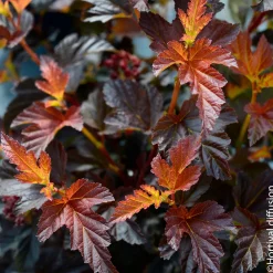 NA Physocarpus 'Black Light®' : pot 4,5L